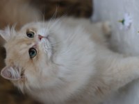 British Longhair Erkek Kedimiz