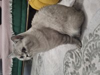 2 yaşında erkek british shorthair