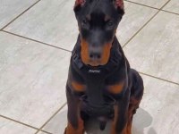 HEYBETLİ ESTETİKLİ DOBERMAN SAĞLIK VE IRK GARANTİLİ