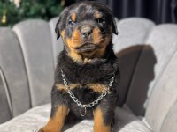 Gerçek Macar rottweiler koca kafa yavrular en iyisi