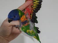 Renk Şenliği Lori Papağanı Bebeklerim