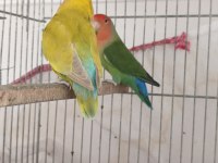 Sürekli Yumurtlayan Anaç Takım Papağanımız