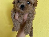 Orjinal Kore maltipoo