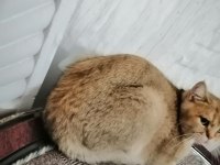 Güzel gözlü british shorthair kızımızı ücretsiz