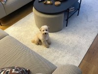 Maltipoo yavrumuza yeni yuva