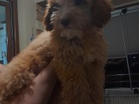 Acil yavrumuza yuva arıyoruz köpeğimize