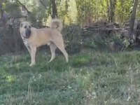 DOMUZA KURDA GARANTİLİ SÜRÜ KÖPEKLERİ