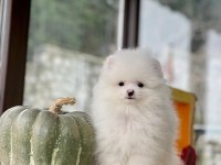 Sakarya Pomeranian Boo