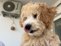 Köpeğimize eşleştirme için maltipoo dişi arıyoruz