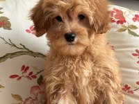 Veterinerden uygun fiyatı maltipoo