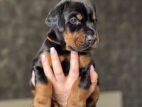Doberman Yavrularımız