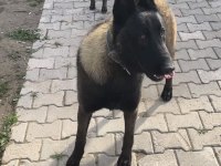 SAFKAN KOYU RENK FULL MASKELİ MALİNOİS