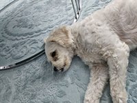 2 yaşında ücretsiz sahiplendirme maltipoo