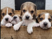 Beagle yavrularımız ırk garantilidir