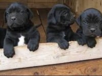 Irkının En İyisi Cane Corso Yavrular