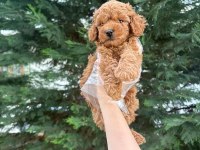 Tuvalet eğitimine uygun akıllı poodle yavrular