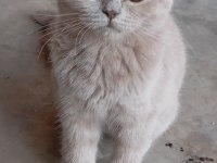 Eğitimli british shorthair