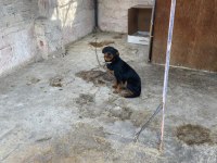Acil sahiplendirme rottweiler