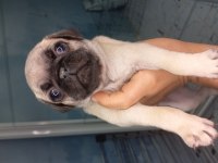 Pug yavruları