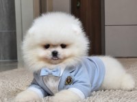 ÜST KALİTE 1 DİŞİ 1 ERKEK ORİJİNAL IRK TEACUP POMERANİAN
