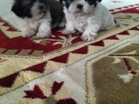 Shih tzu bebeklerimiz