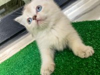 Pamuk tüylü blue point scottish