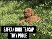 Teacup Kore Toy Poodle Bebeklerimiz