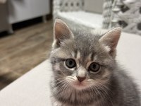 British Longhair 55 Günlük