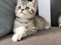 British shorthair silver tabby yavrular