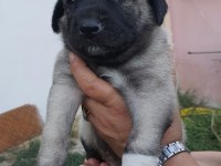 SAFKAN 6 TIRNAKLI SOYLU ÖZEL ÜRETİM KANGAL YAVRULAR