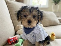 Çok oyuncu sevecen yavru köpekler