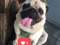 3 yaşında pug