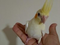 3 aylık sultan papağanı yavrular