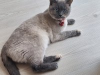 Tertemiz Pırıl Pırıl Ev Kedisi