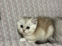 En tatlı bebek kediler burada