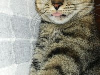 Görmek engelli tekir kedi