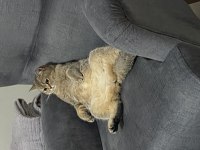 Saf kan british shorthair gold ny 11