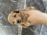 Orjinal Minyatür Toy Poodle Yavrular