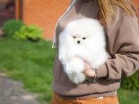 TEACUP KOREAN POMERANİAN YAVRUMUZ