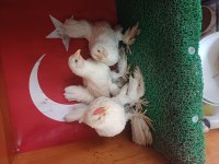 İspenç takım
