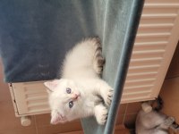 Saf kan british shorthair dişi yavru