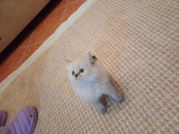 British shorthair bebekler