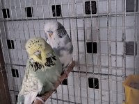 Show Jumbo Renk Güzeli Çift Muhabbet Kuşu