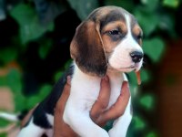 Beagle yavrularımız safkan bebişler