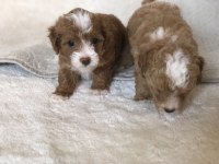 Maltipoo orjinal