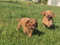 TEACUP MALTİPOO BEBEKLERİ SİZLERİ BEKLİYOR 