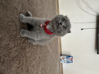 Son kalan scottish fold yavrumuz yeni yuvasını bekliyor