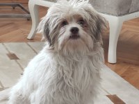 Ücretsiz sahiplendirme maltese terrier