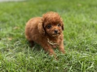 17 cm garantili teddy surat kore erkek yavru