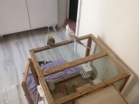 Kuşlar full evcil konuşuyor erkek olan isteyene vidyo atarım